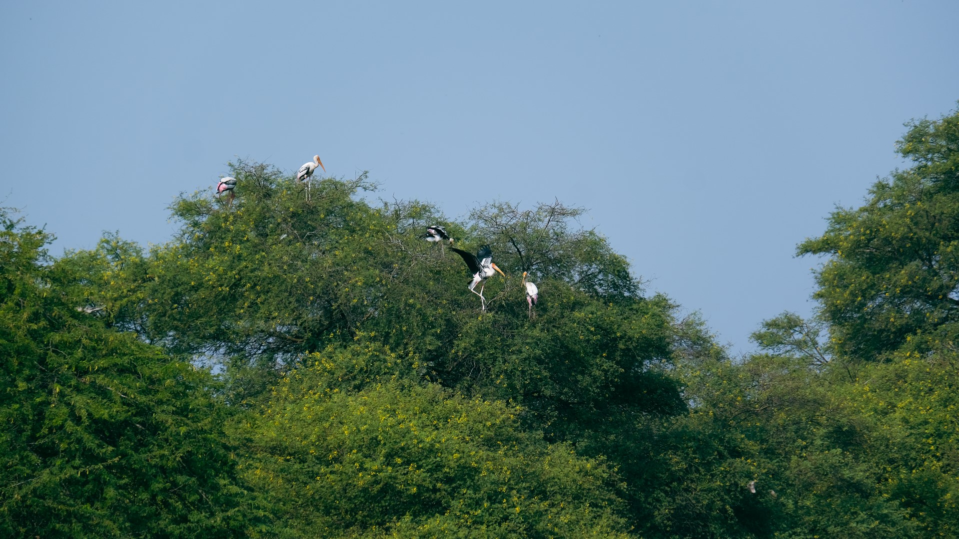 A roosting of Painted Storks