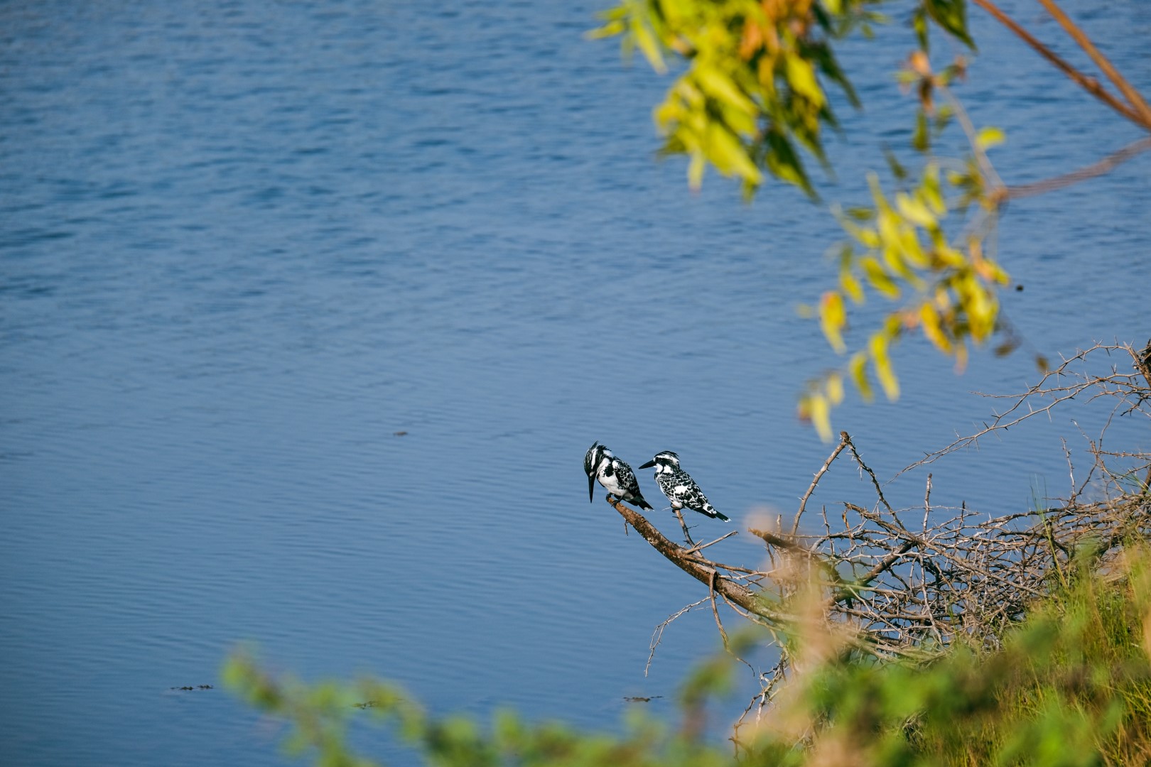 Two Pied Kingfishers