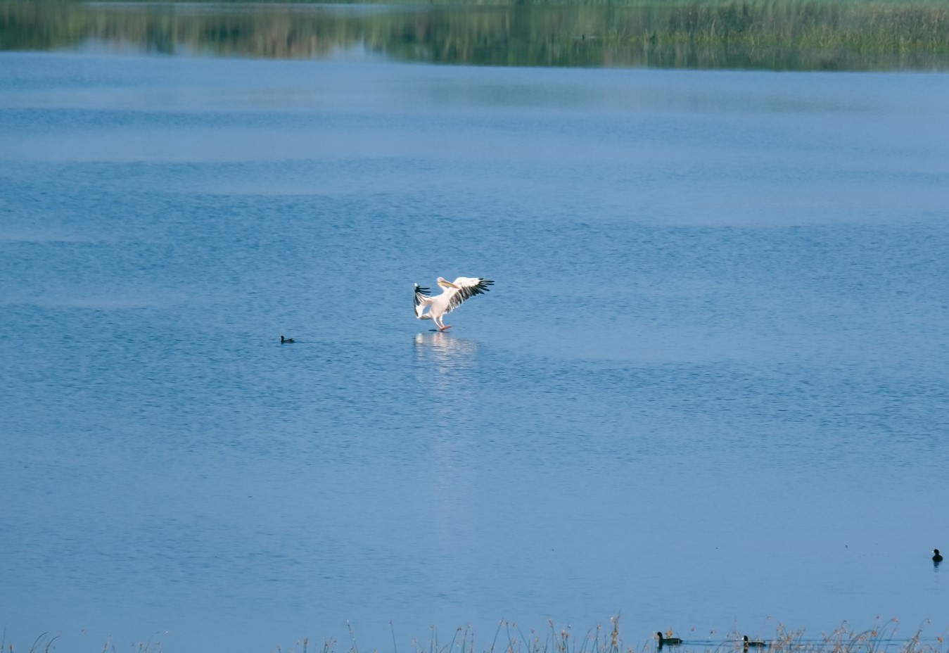 A solitary Rosy Pelican.